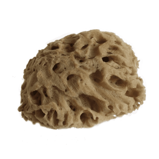 Honeycomb Natural Sea Sponge -LIMITED EDITION - Eco Kindly